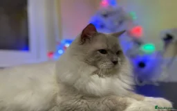 Ragdoll cats for stud: GCCF Ragdoll boy for stud in Perth - Image 4