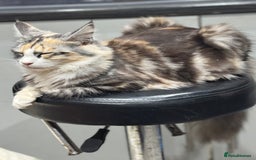 Maine Coon cats for sale: 10 month female reg active pedigree maincoon - Image 2