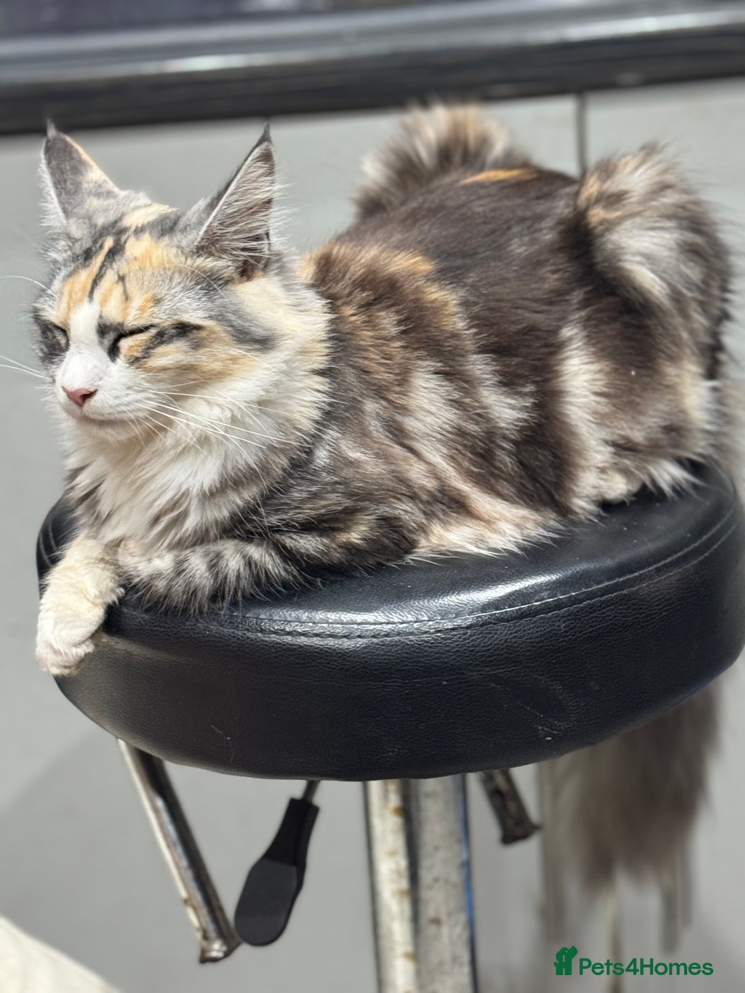 Maine Coon cats for sale: 10 month female reg active pedigree maincoon - Image 2