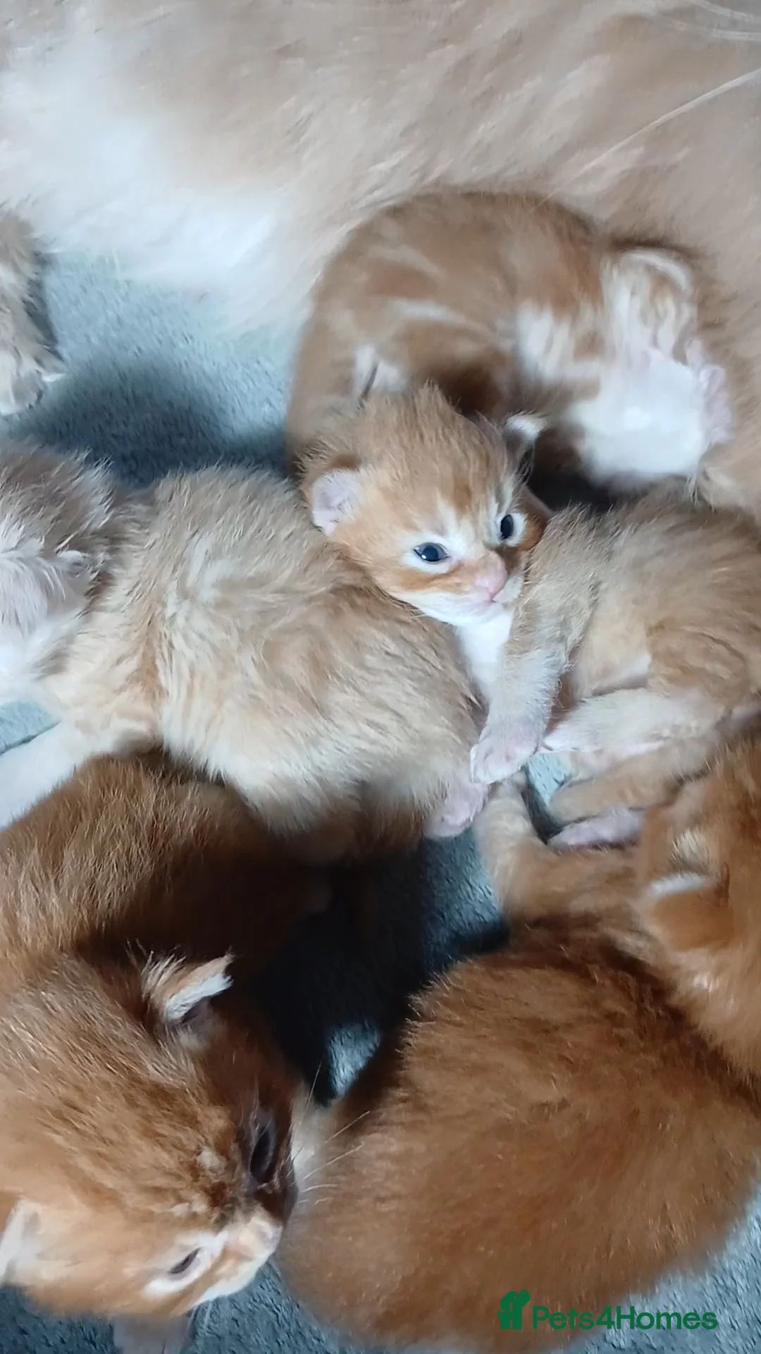 Maine Coon cats for sale: Sweet and Beautiful Pure Breed Maine Coon Kittens - Advert 17