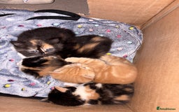 British Longhair cats for sale: Ginger tortoishell and calico male & female kitten - Image 10