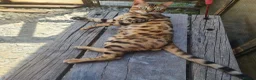 Bengal cats for sale: Super Affectionate & Playful.  Breed Quality  - Advert 7