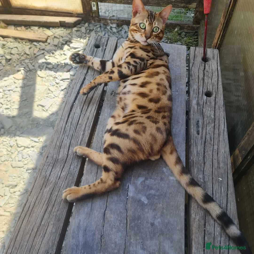 Bengal cats for sale: *Litter Trained*Playful Affectionate Show Quality  - Advert 2