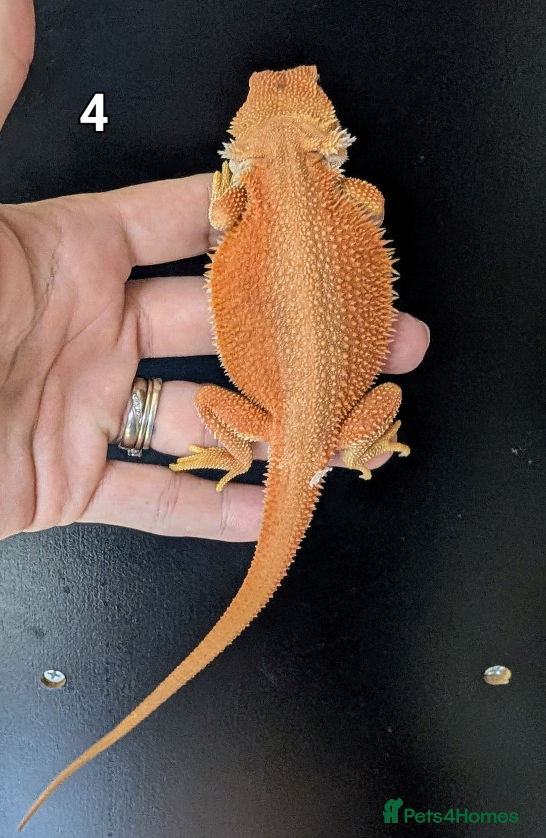 Bearded Dragon reptiles for sale: Witblits Bearded Dragon Babies ready now  - Image 9