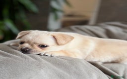 Pug dogs for sale: Adorable Pug x Pomeranian Puppies, Ready Today. - Image 12