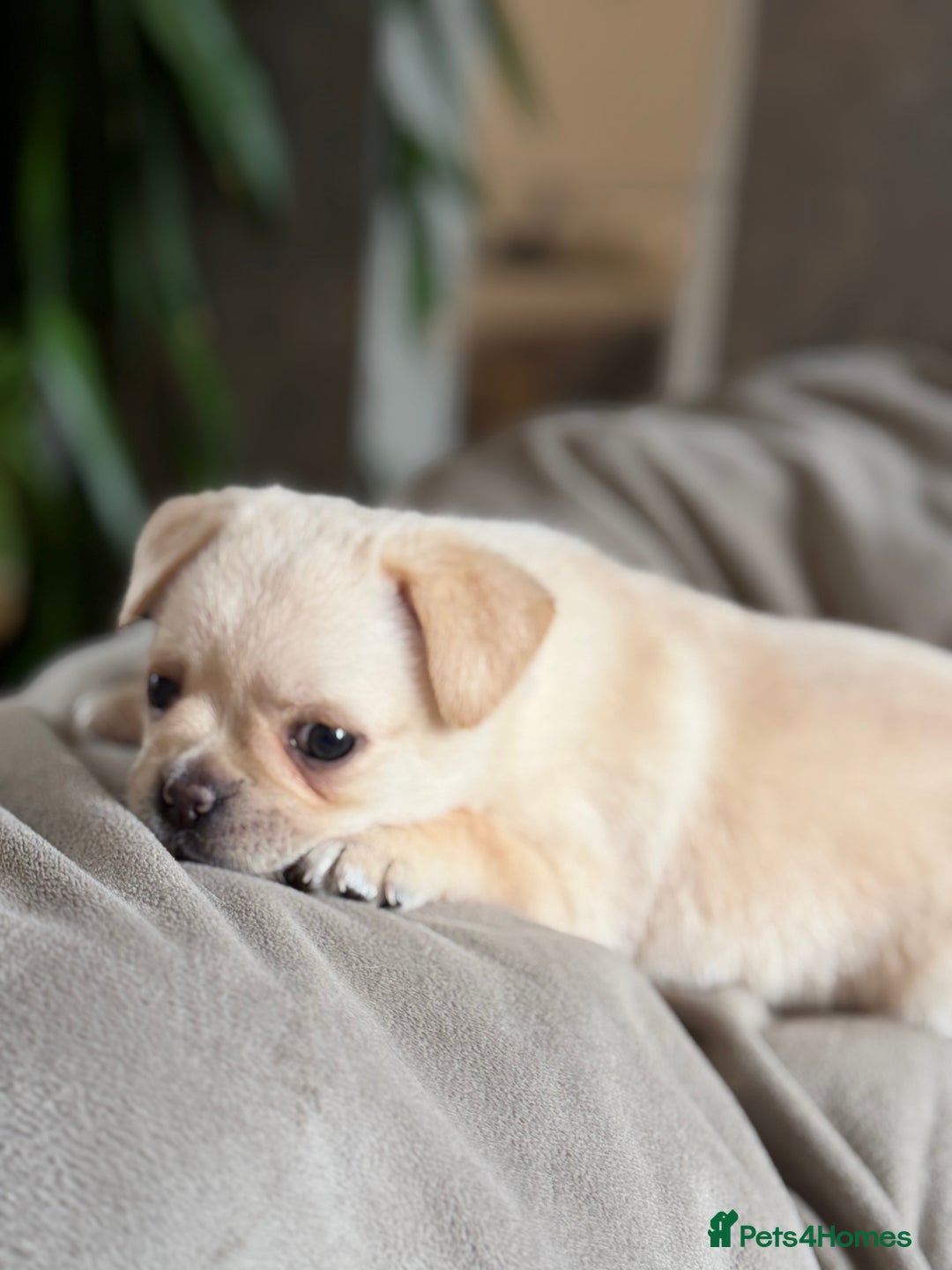 Pug dogs for sale: Adorable Pug x Pomeranian Puppies, Ready Today. - Image 12