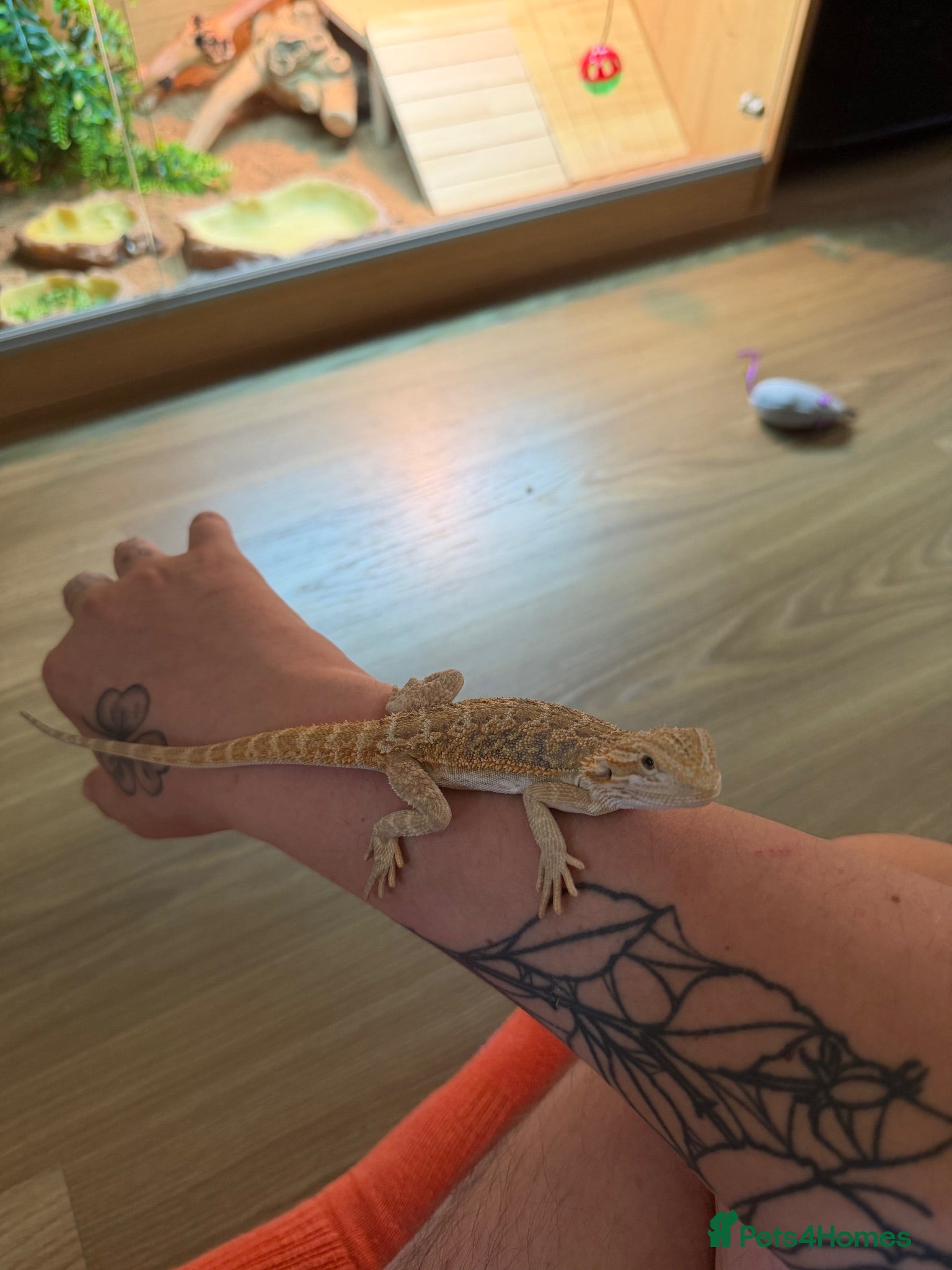Bearded Dragon reptiles Bearded dragon with full set up  - Advert 1