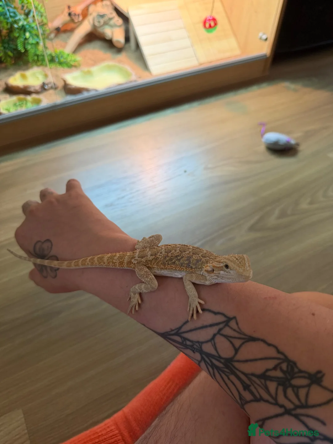 Bearded Dragon reptiles for sale: Bearded dragon with full set up  in Rochester - Advert 1