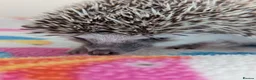 Pygmy Hedgehog rodents for sale: 10 Week Old Baby Hoglets REDUCED TO £220 - Advert 13