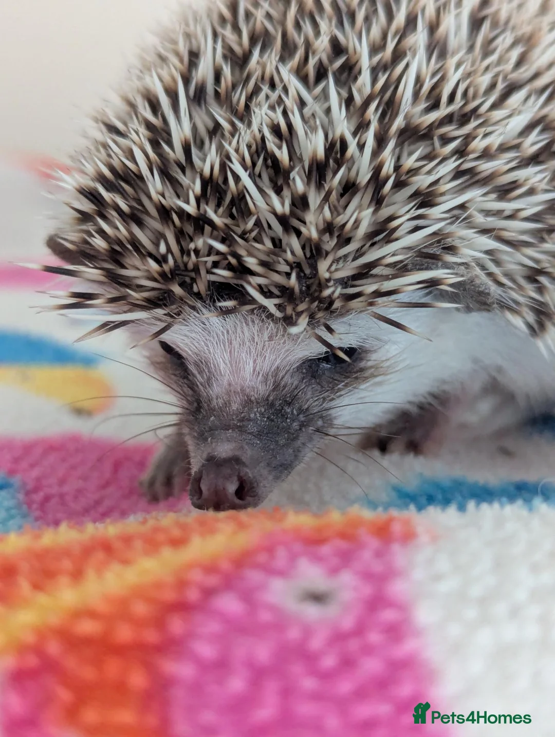 Pygmy Hedgehog rodents for sale: 10 Week Old Baby Hoglets REDUCED TO £220 - Advert 13