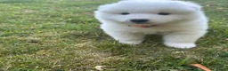 Samoyed dogs for sale:     Adorable Samoyed Puppies Looking for 5★ Homes - Advert 27