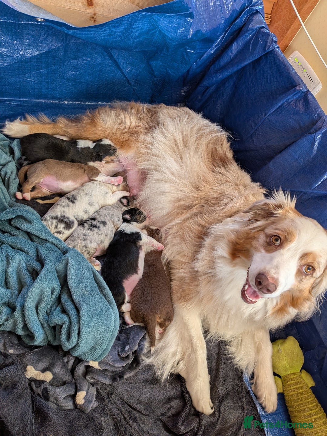 Australian Shepherd dogs for sale: 2 Female Australian Shepherd Puppies - Image 14