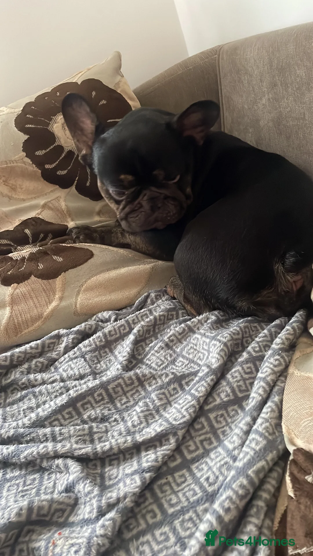 French Bulldog dogs for sale: Stitch  - Advert 3