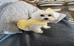 Maltese dogs for sale: Maltese girl  - Image 3