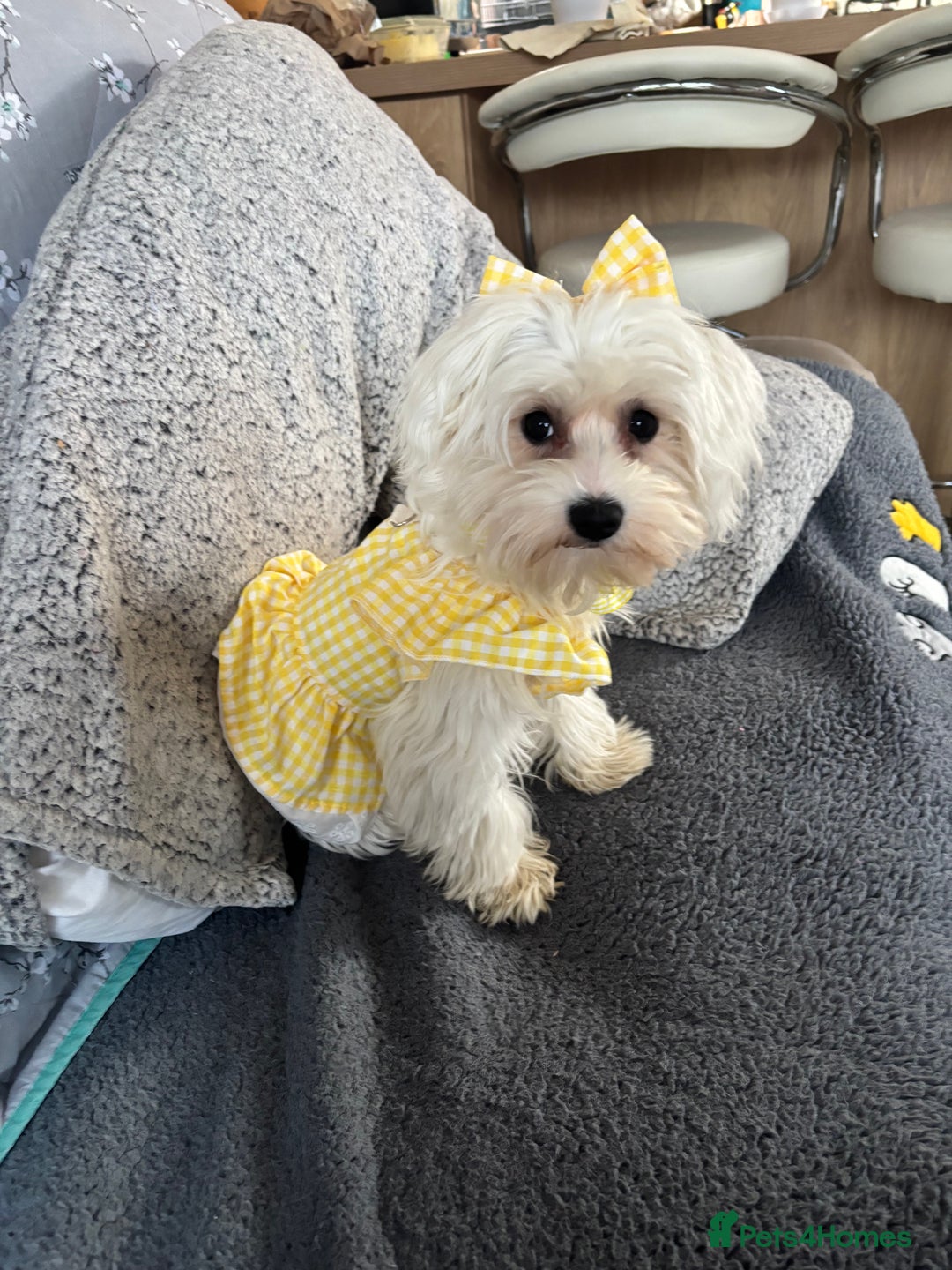 Maltese dogs for sale: Maltese girl  - Image 3