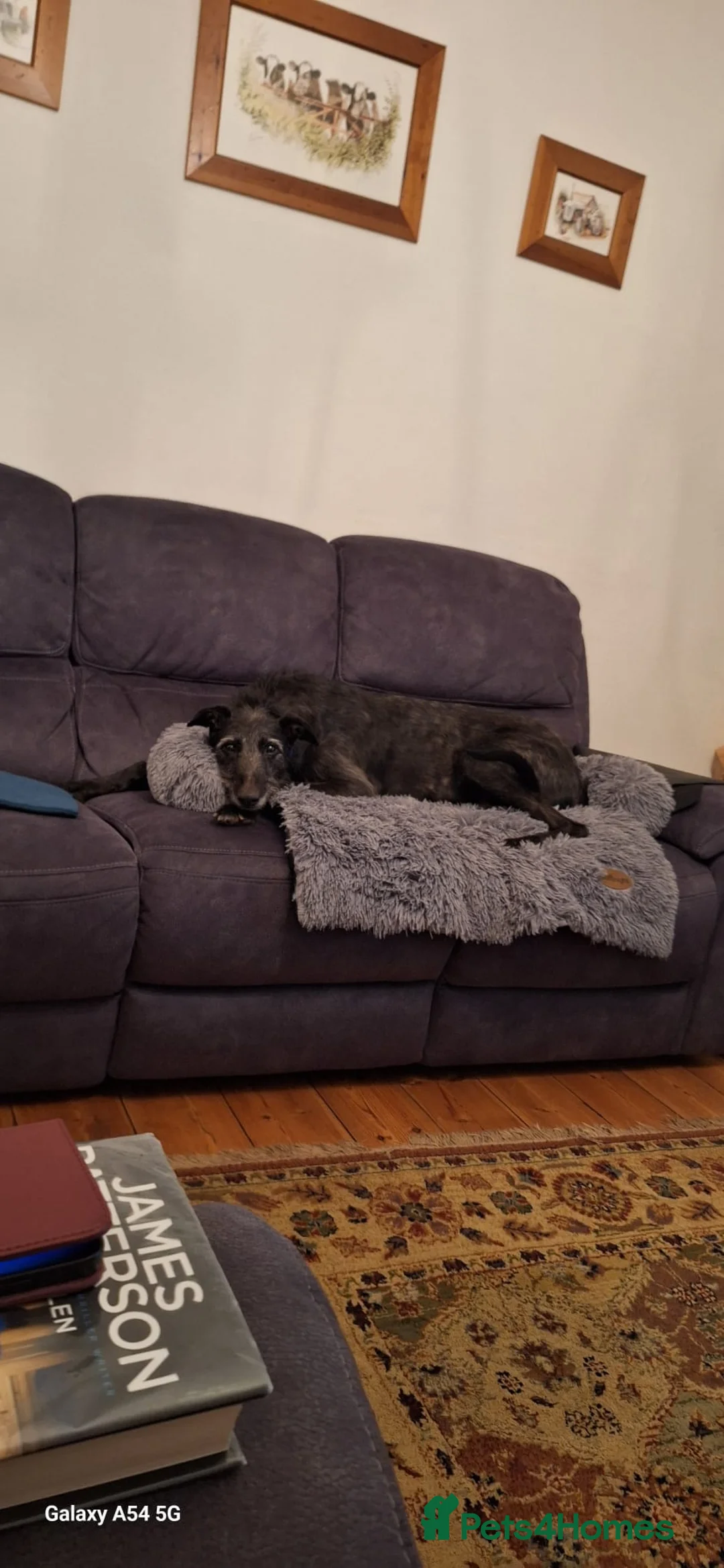 Lurcher dogs for adoption: Jasper - 37 kg Lurcher for Adoption in Wells - Advert 2