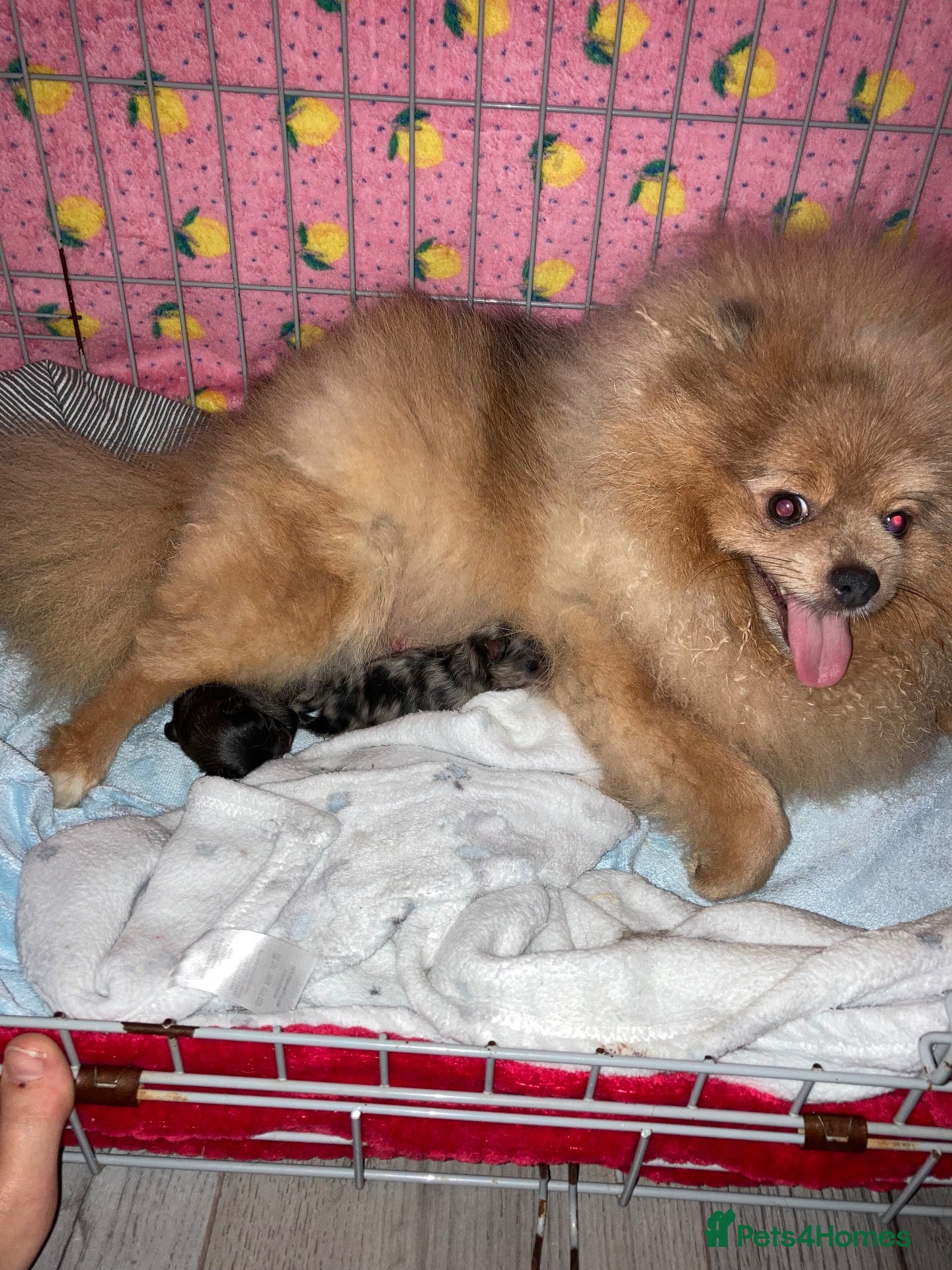 Pomeranian dogs Beautiful Pomeranian puppies  - Advert 1