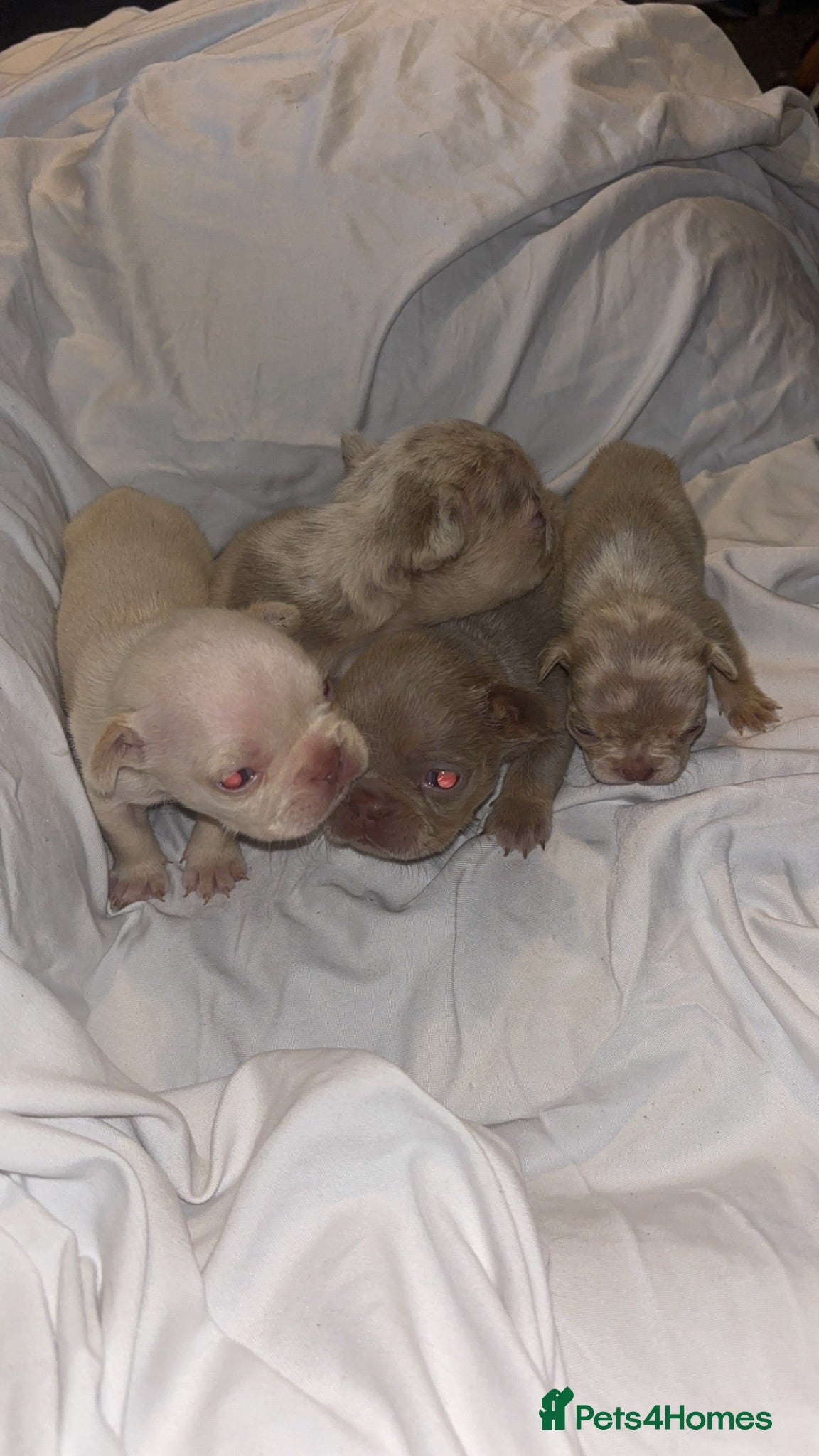 French Bulldog dogs Beautiful French Bulldog Litter  - Advert 2