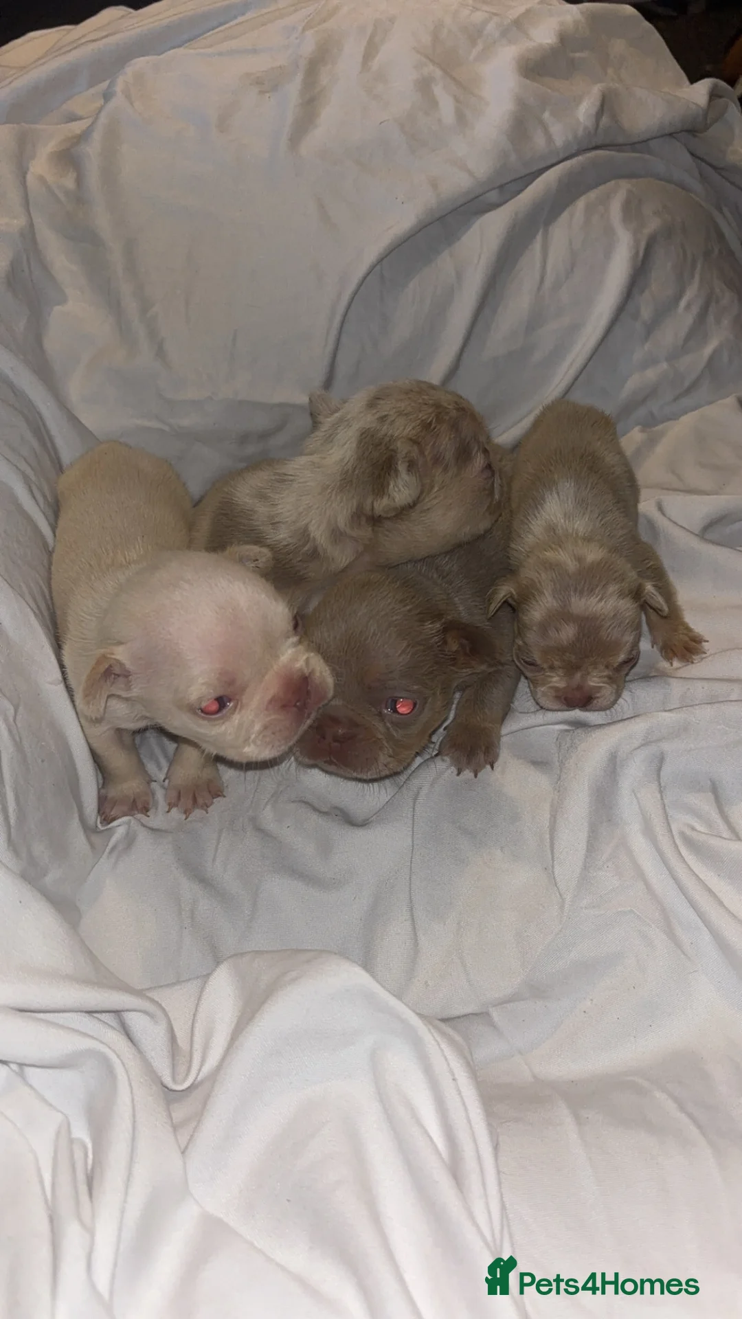 French Bulldog dogs for sale: Beautiful French Bulldog Litter  - Advert 1