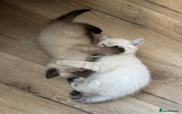 British Shorthair cats for sale:  British shorthair colourpoint pedigree kittens  - Image 7