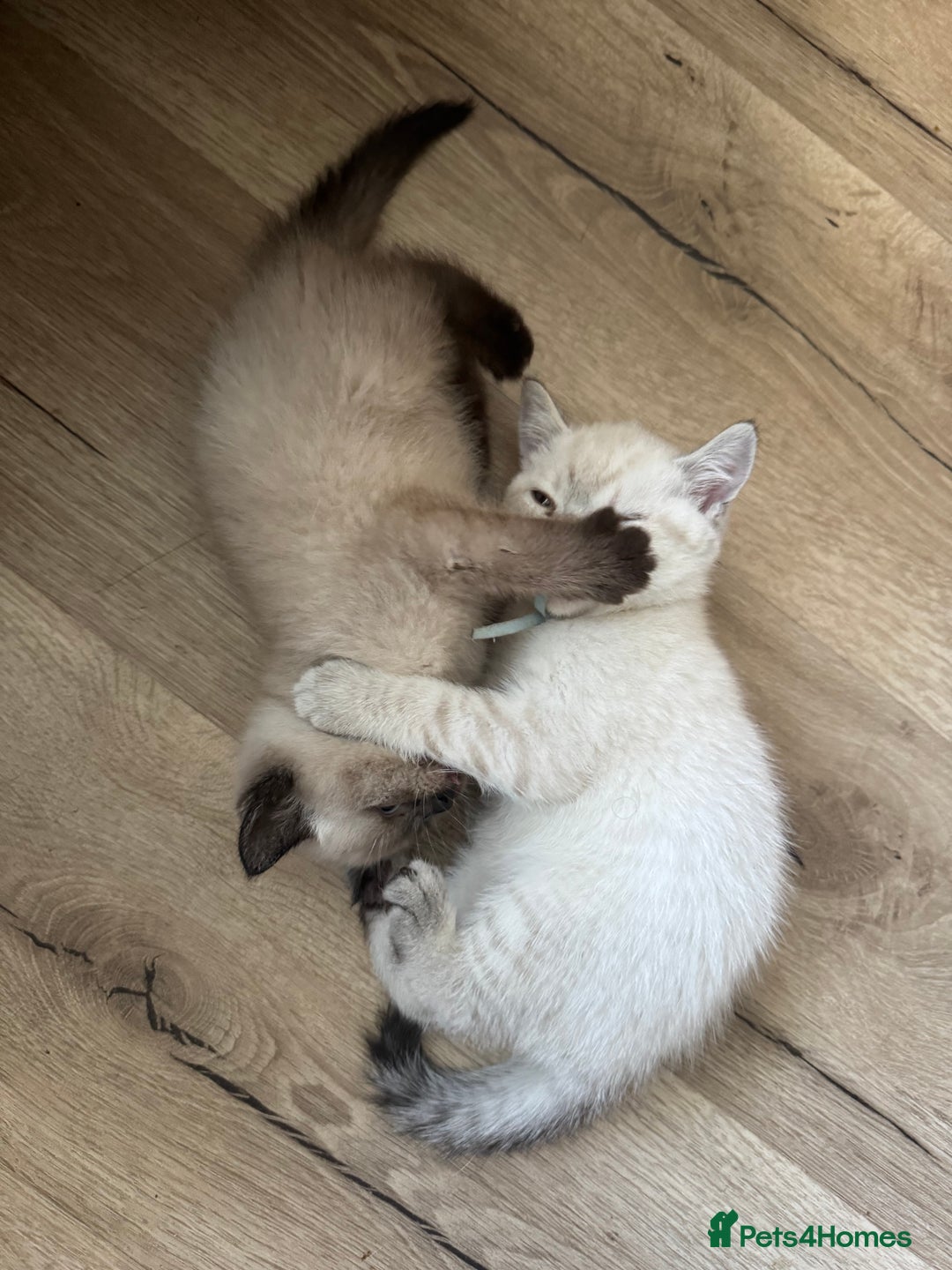 British Shorthair cats for sale:  British shorthair colourpoint pedigree kittens  - Image 7