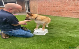 Mixed Breed dogs for adoption: ❤️🐶 LEIA- amazing 5 year-old GSD girl❤️🐶  - Image 13