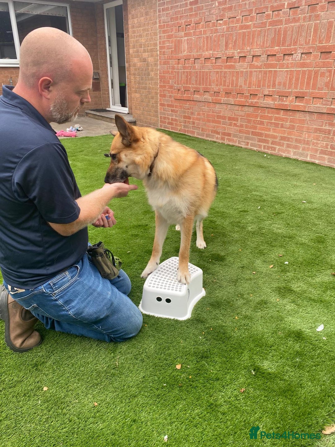 Mixed Breed dogs for adoption: ❤️🐶 LEIA- amazing 5 year-old GSD girl❤️🐶  - Image 13