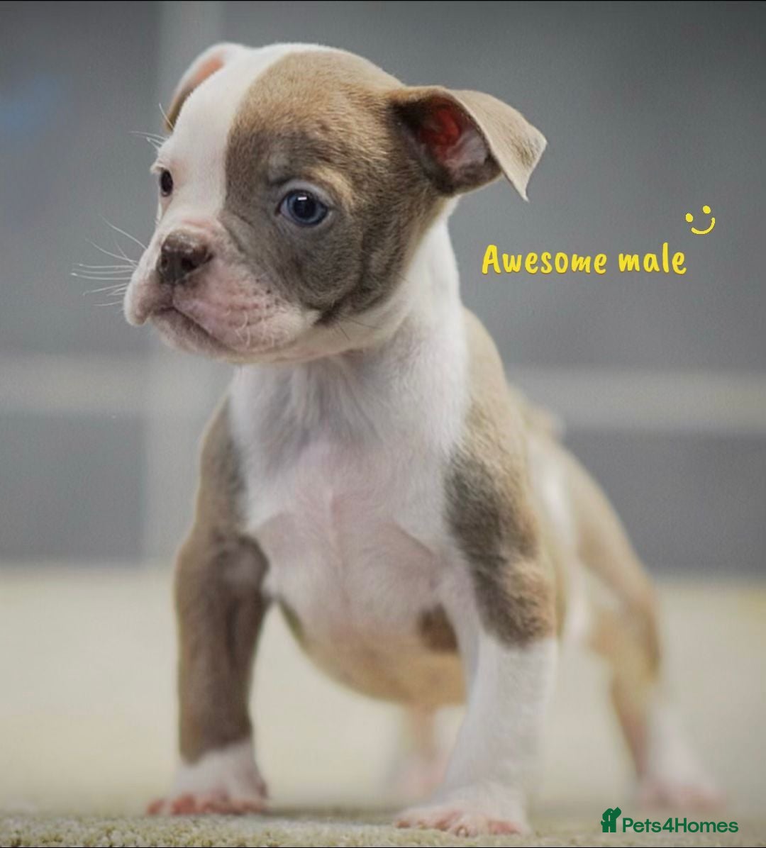 Old Tyme Bulldog dogs for sale: 5⭐️RATED COUNCIL APPROVED💥LICENSED 23 YEAR EXPERT - Advert 7