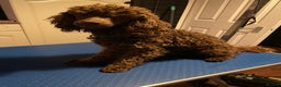 Miniature Poodle dogs for stud: Kc chocolate miniature poodle in Wakefield - Advert 10