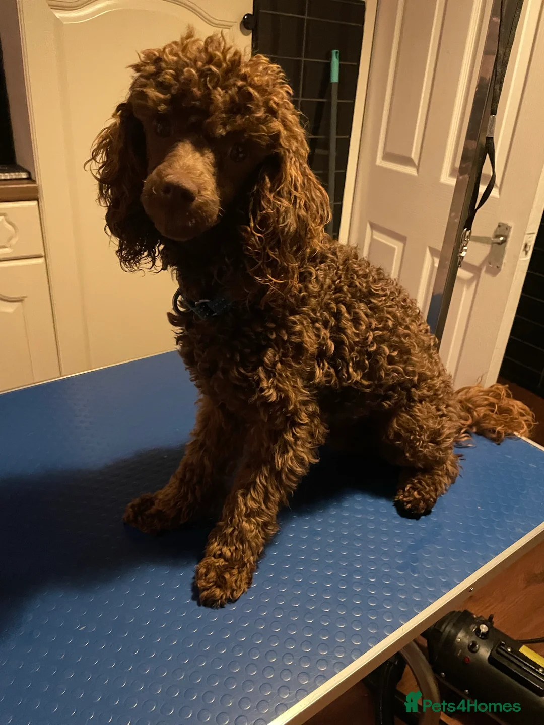 Miniature Poodle dogs for stud: Kc chocolate miniature poodle in Wakefield - Advert 10