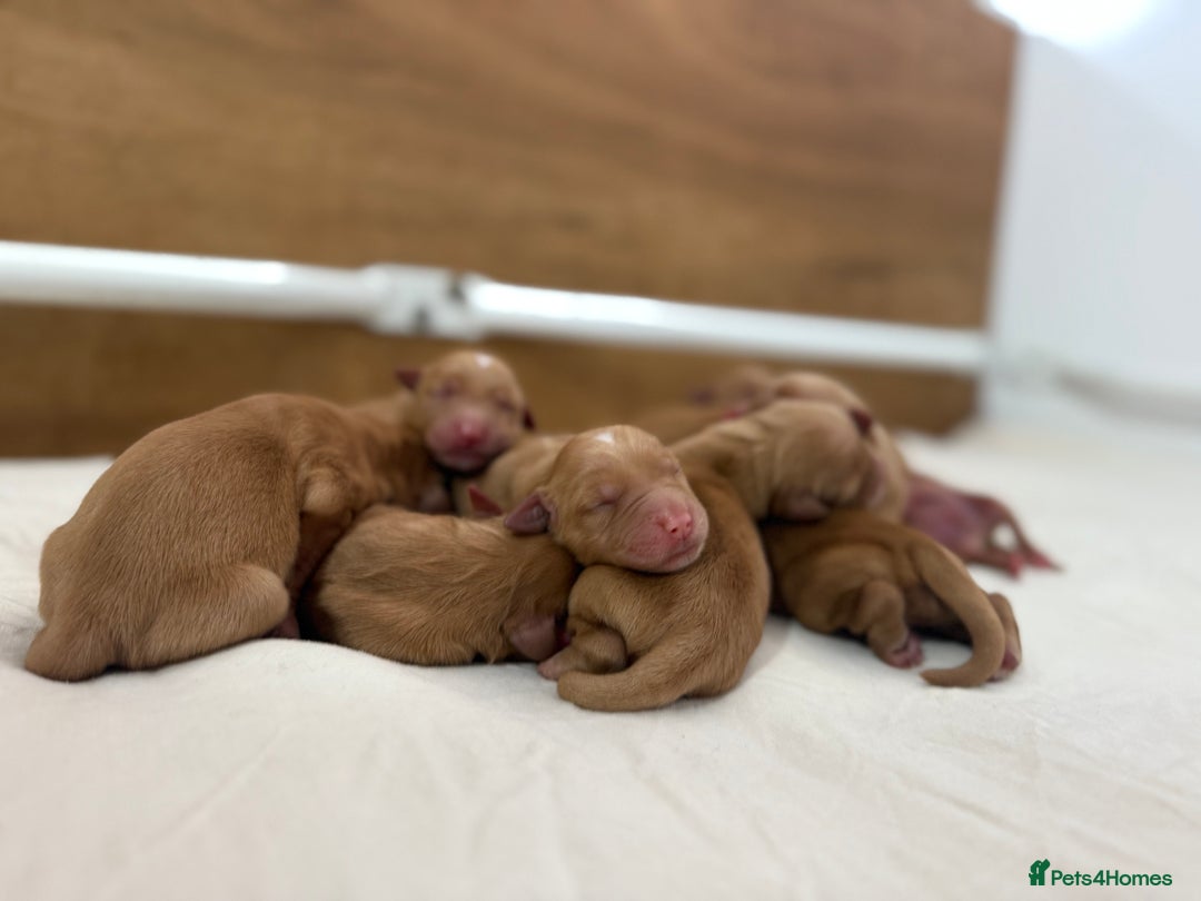 Golden Retriever dogs for sale: FOX RED WORKING GOLDEN RETRIEVERS- 5 STAR BREEDERS - Image 8