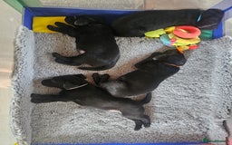 Labrador Retriever dogs for sale: KC Reg Labrador Puppies  - Image 1