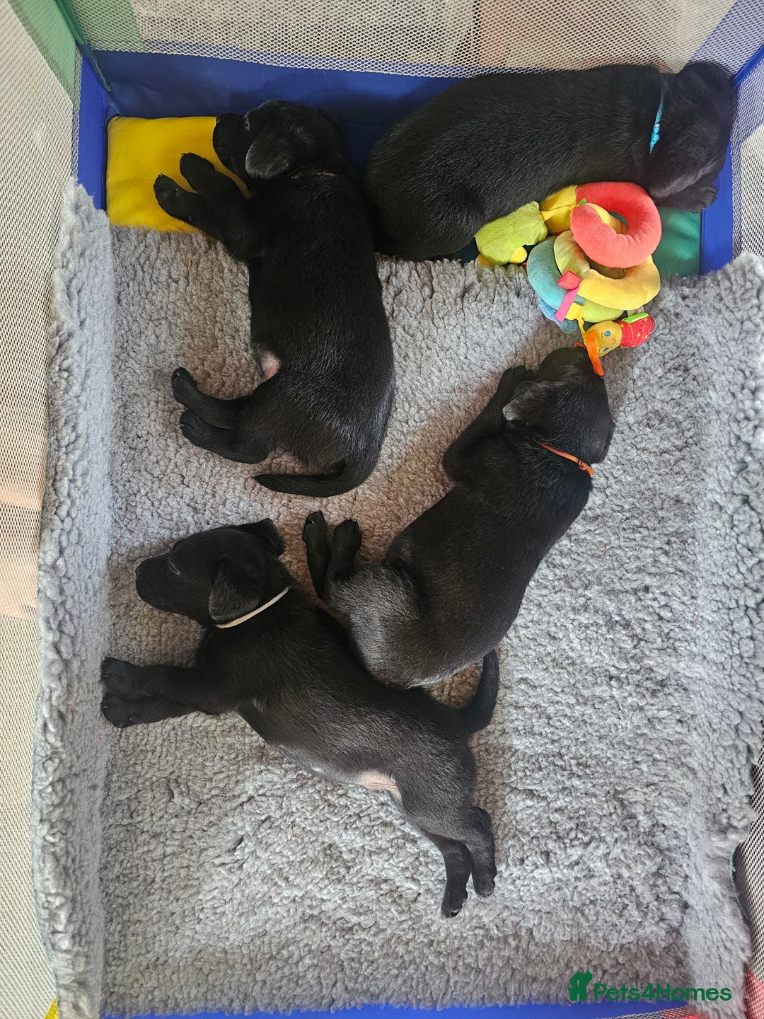 Labrador Retriever dogs for sale: KC Reg Labrador Puppies  - Image 1