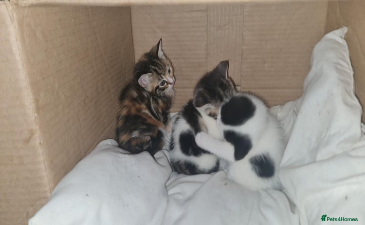 Mixed Breed cats 4 kittens looking for forever homes - Advert 1
