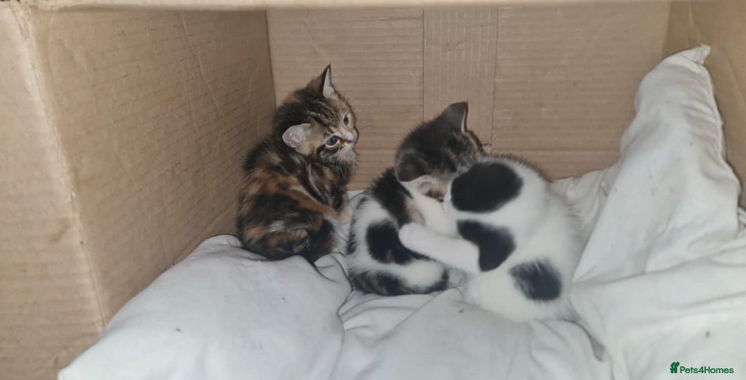 Mixed Breed cats for sale: 4 kittens looking for forever homes - Advert 1