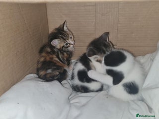 Mixed Breed cats 4 kittens looking for forever homes - Advert 1