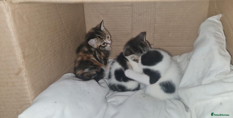 Mixed Breed cats 4 kittens looking for forever homes - Advert 1