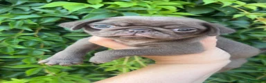 Pug 1