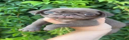 Pug dogs for sale: Quality Chocolate Pug Puppies available  - Advert 15