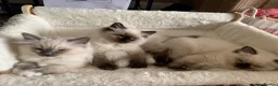 Ragdoll cats for sale: CHAMPION BLOODLINE RAGDOLL KITTENS 🥇🏅 - Advert 9