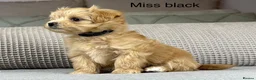 Maltipoo dogs for sale: A BEAUTIFUL ARRAY OF COLOURS AND LOVELINESS  - Advert 19
