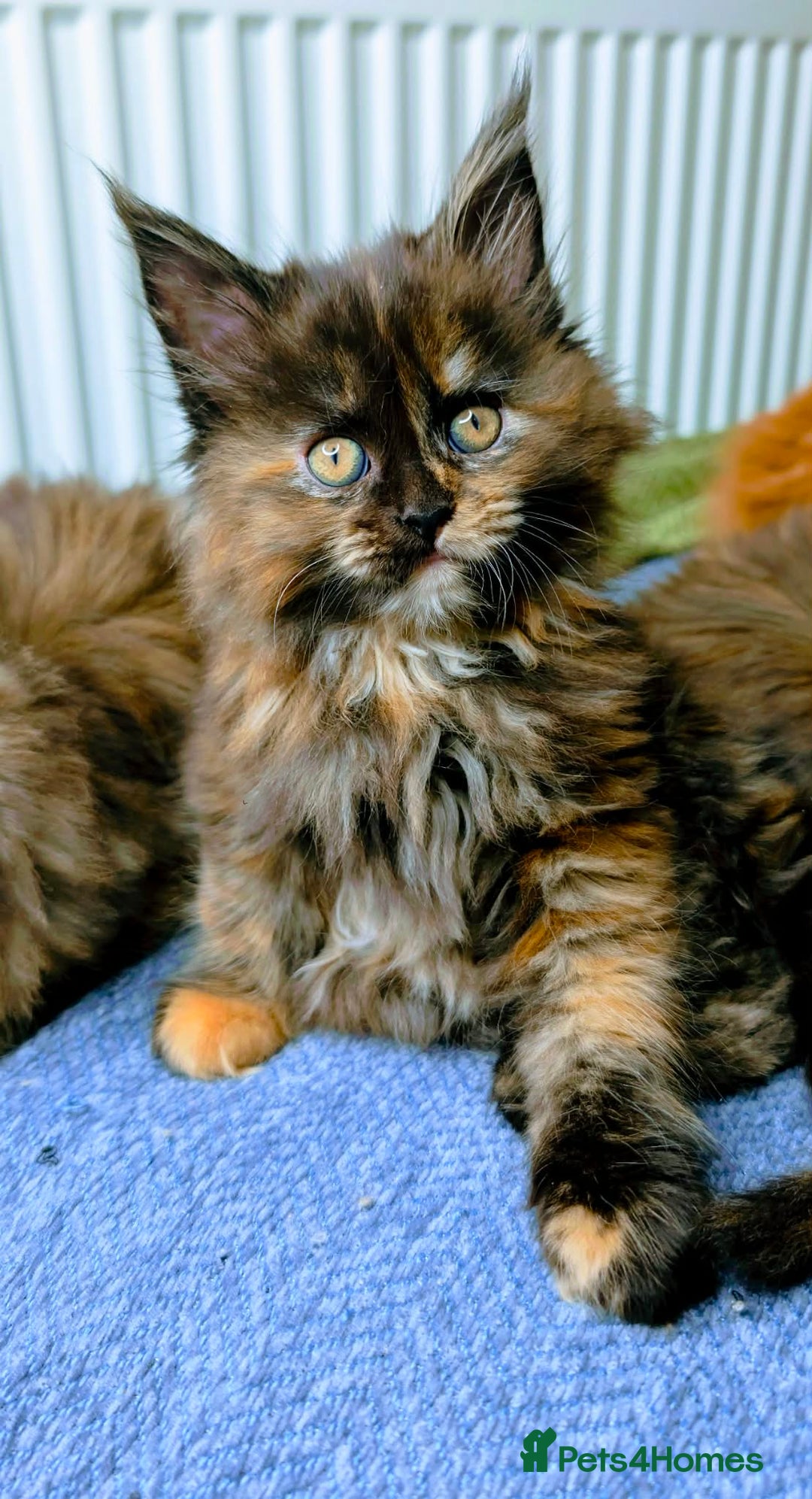Maine Coon cats for sale: Stunning maine coon kittens  - Advert 19