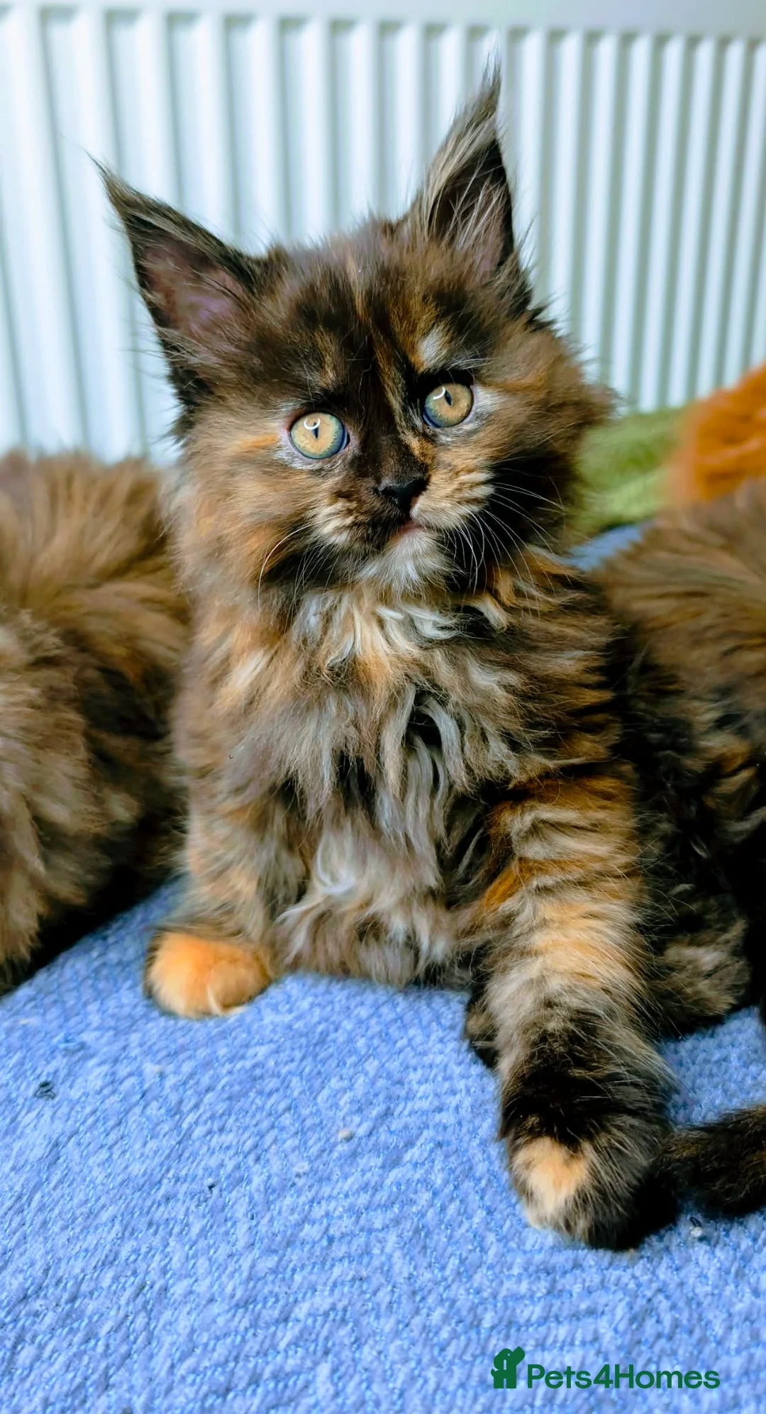 Maine Coon cats for sale: Stunning maine coon kittens  - Advert 19