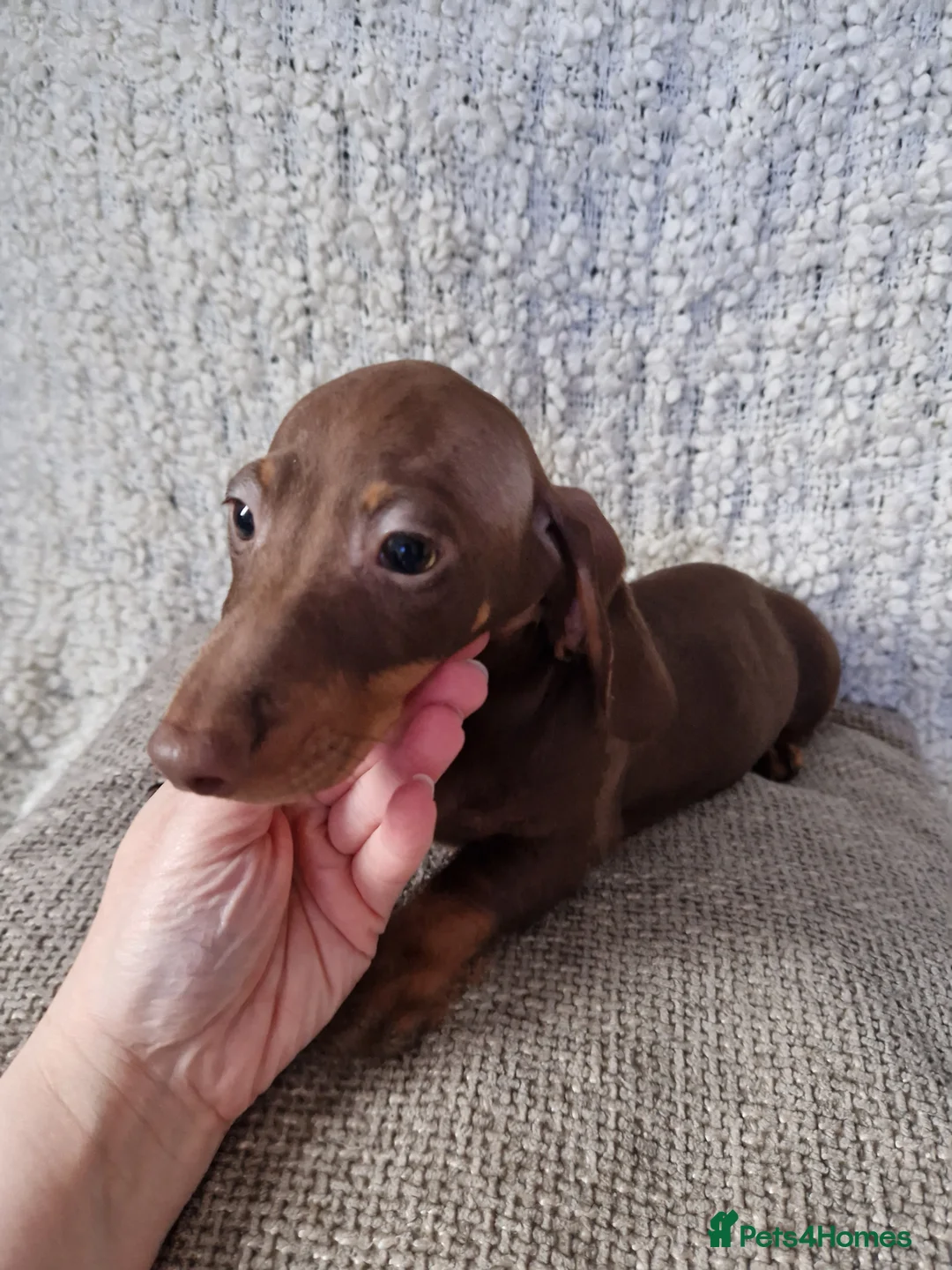 Miniature Dachshund dogs for sale: Beautiful Miniature Smooth Haired Dachshund  - Advert 14