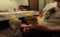 Cockatiels birds for sale: Hand reared baby cockatiel s - Image 3