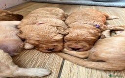 Mixed Breed dogs for sale: Multi generational goldendoodle puppies - Image 4