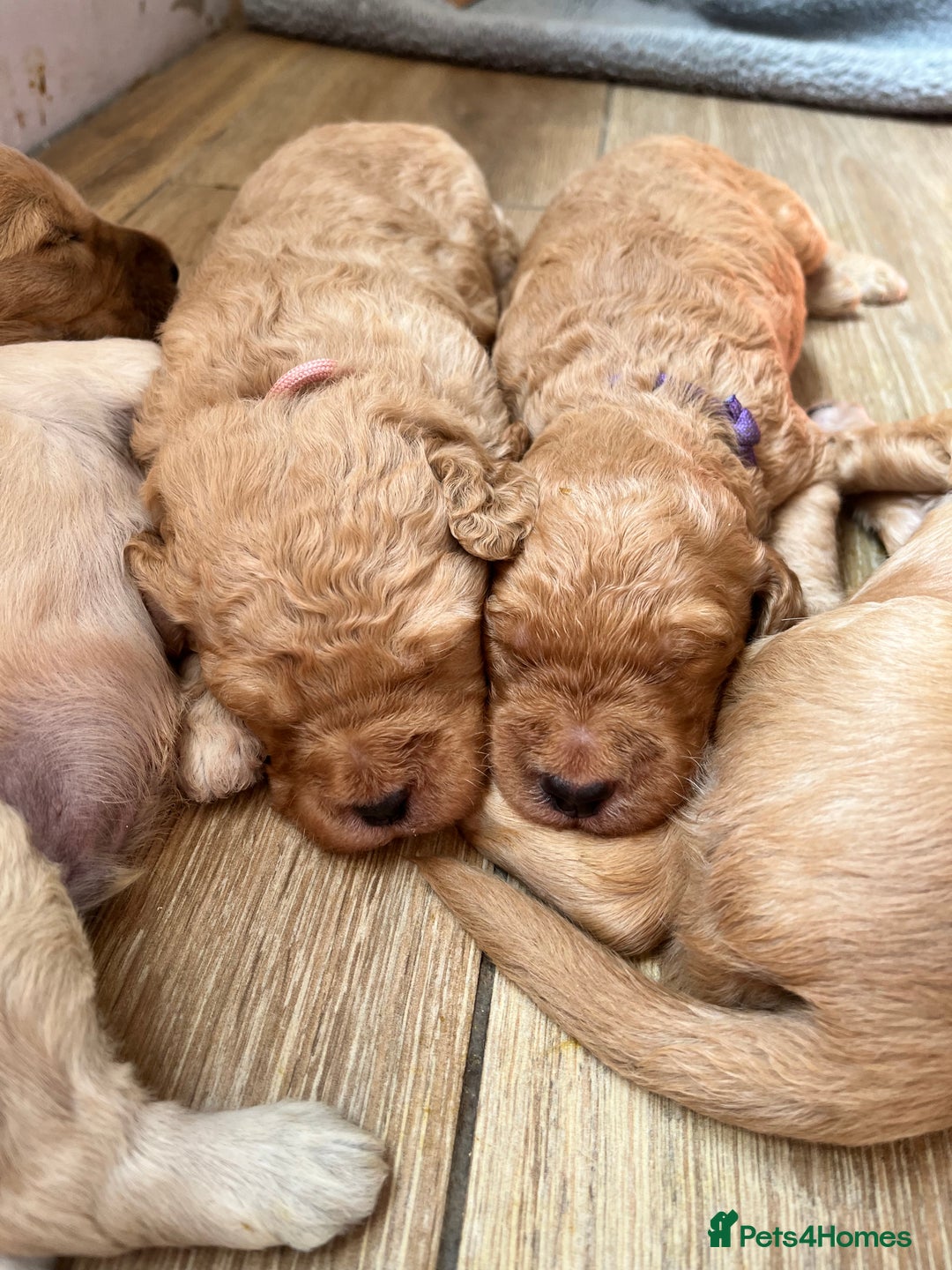Mixed Breed dogs for sale: Multi generational goldendoodle puppies - Image 4