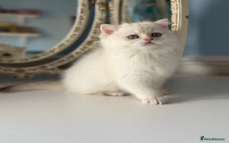 British Shorthair cats for sale: 🌟Adorable Pure BSH 5 kittens 🌟 - Image 25