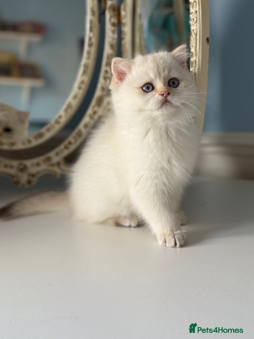 British Shorthair cats for sale: 🌟Adorable Pure BSH 5 kittens 🌟 - Image 25