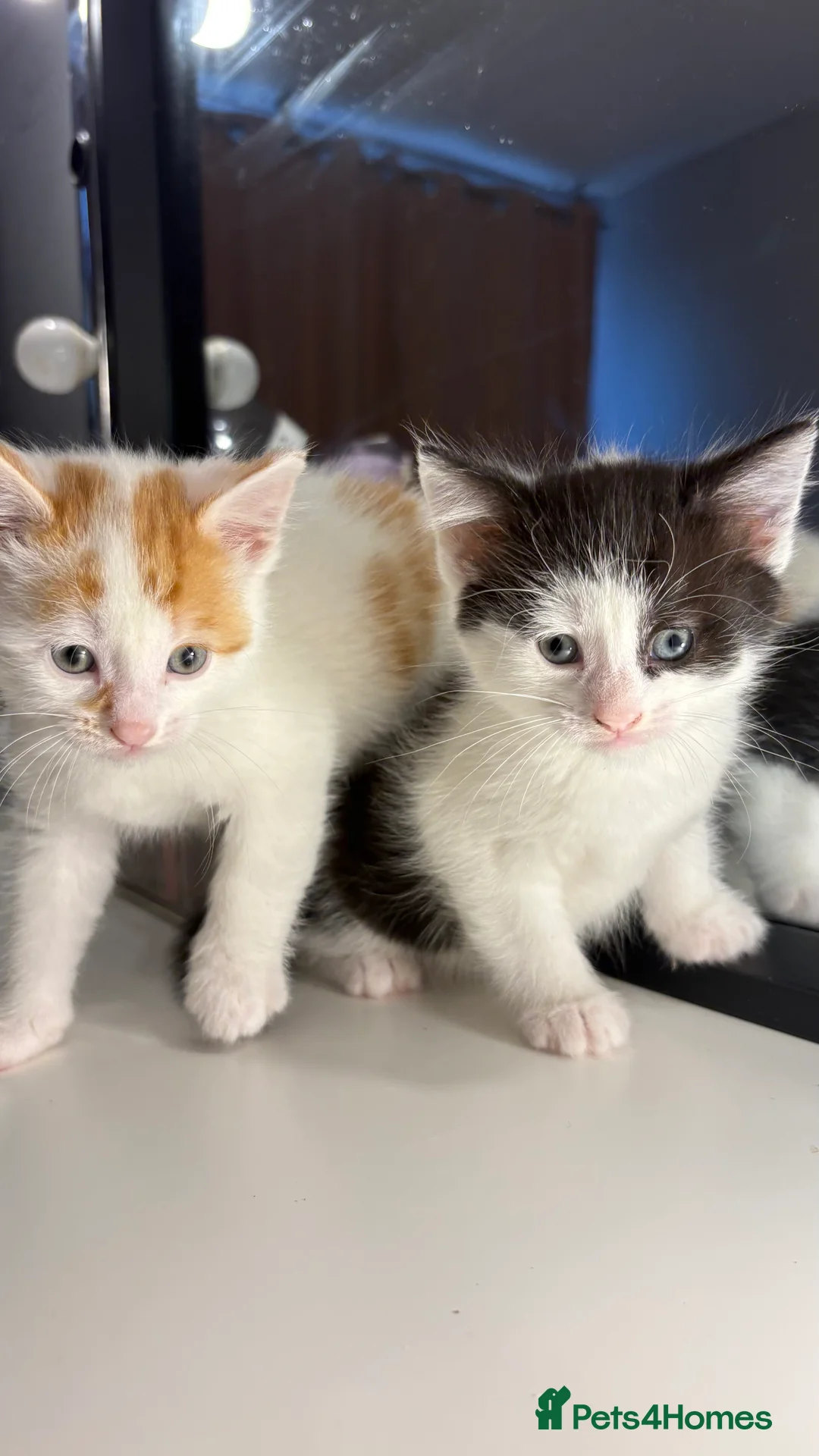 British Shorthair cats for sale: 6 beautiful kittens for sale  - Advert 3